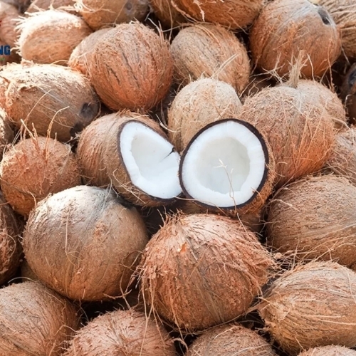 Coconuts (Fresh & Dried)