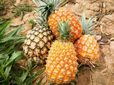 Fresh Pineapple