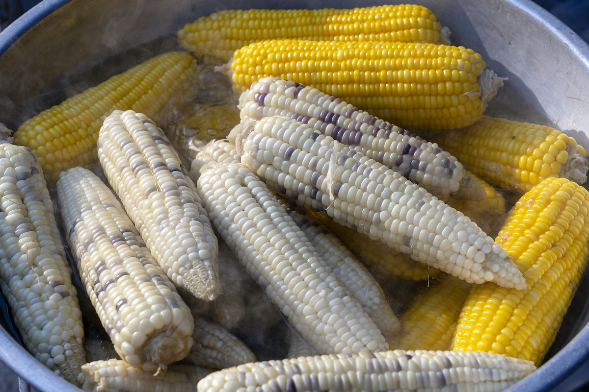 White Corn (Maize)
