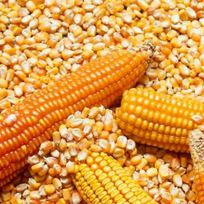 Yellow Corn (Maize)